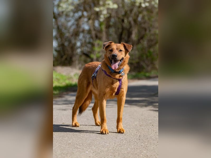 Wunderbarer Mandarin sucht seine Familie