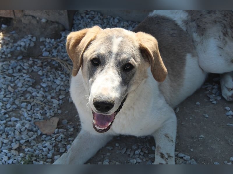 Jätti, geb. ca. 03/2025, lebt in GRIECHENLAND, im städt. Tierheim Serres