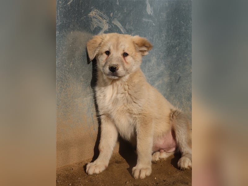 Hannes, geb. ca. 09/2023, lebt in GRIECHENLAND, im städt. Tierheim Serres