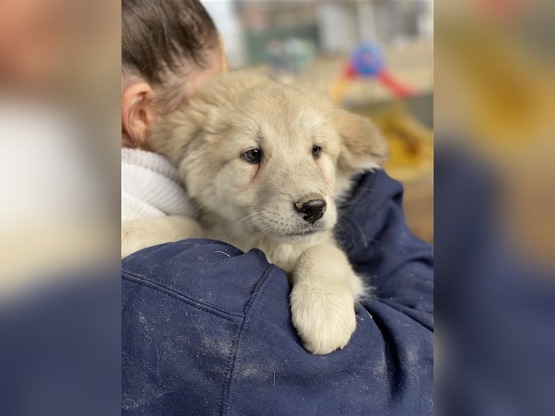 Hannes, geb. ca. 09/2023, lebt in GRIECHENLAND, im städt. Tierheim Serres
