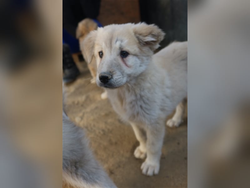 Hannes, geb. ca. 09/2023, lebt in GRIECHENLAND, im städt. Tierheim Serres