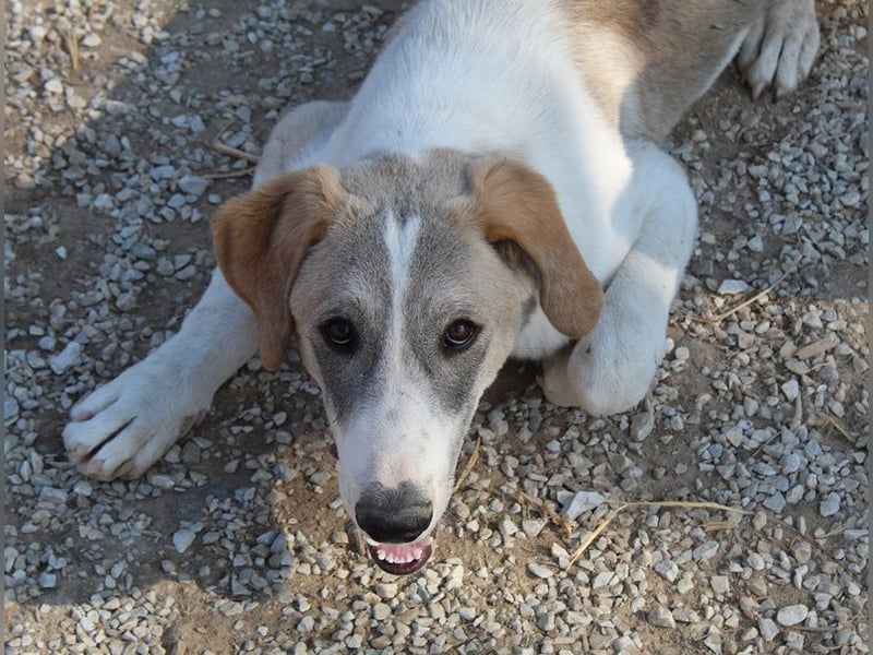 Jätti, geb. ca. 03/2025, lebt in GRIECHENLAND, im städt. Tierheim Serres