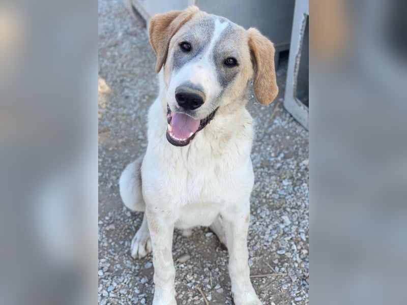 Jätti, geb. ca. 03/2025, lebt in GRIECHENLAND, im städt. Tierheim Serres