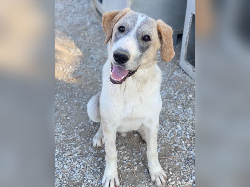 Jätti, geb. ca. 03/2025, lebt in GRIECHENLAND, im städt. Tierheim Serres