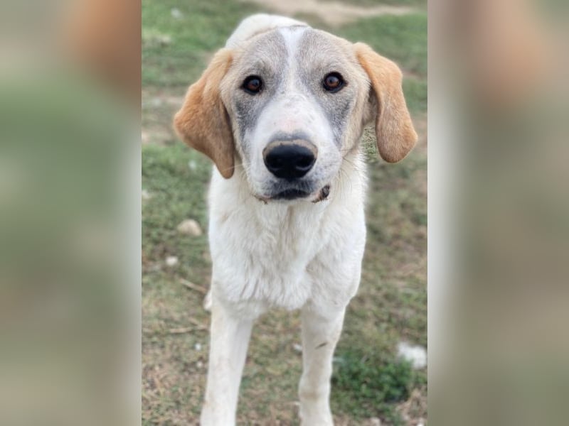 Jätti, geb. ca. 03/2025, lebt in GRIECHENLAND, im städt. Tierheim Serres