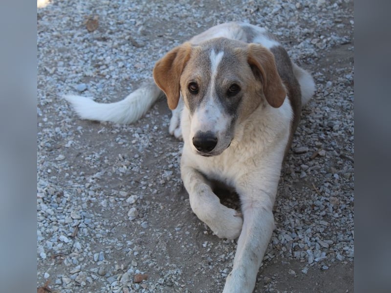 Jätti, geb. ca. 03/2025, lebt in GRIECHENLAND, im städt. Tierheim Serres