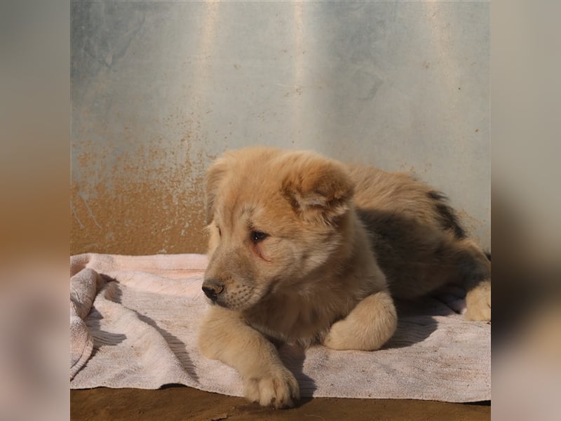 Hannes, geb. ca. 09/2023, lebt in GRIECHENLAND, im städt. Tierheim Serres