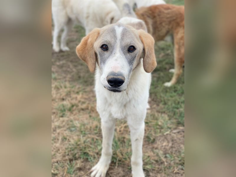 Jätti, geb. ca. 03/2025, lebt in GRIECHENLAND, im städt. Tierheim Serres