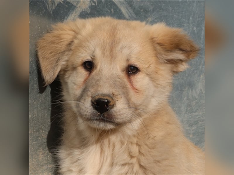 Hannes, geb. ca. 09/2023, lebt in GRIECHENLAND, im städt. Tierheim Serres