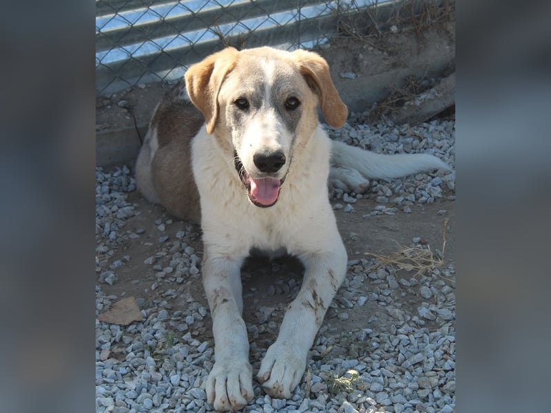 Jätti, geb. ca. 03/2025, lebt in GRIECHENLAND, im städt. Tierheim Serres