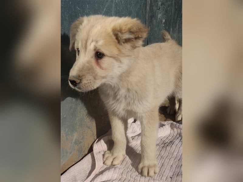 Hannes, geb. ca. 09/2023, lebt in GRIECHENLAND, im städt. Tierheim Serres