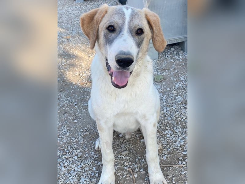 Jätti, geb. ca. 03/2025, lebt in GRIECHENLAND, im städt. Tierheim Serres