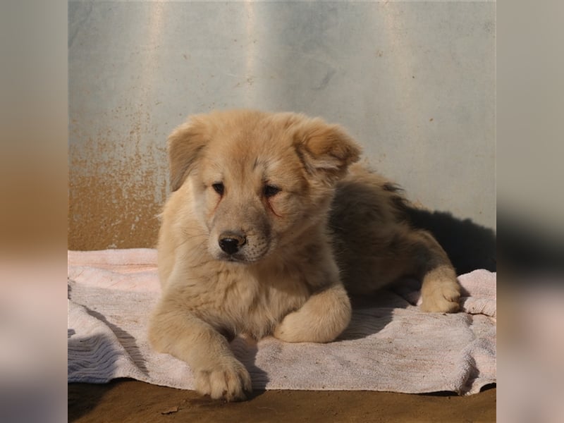 Hannes, geb. ca. 09/2023, lebt in GRIECHENLAND, im städt. Tierheim Serres