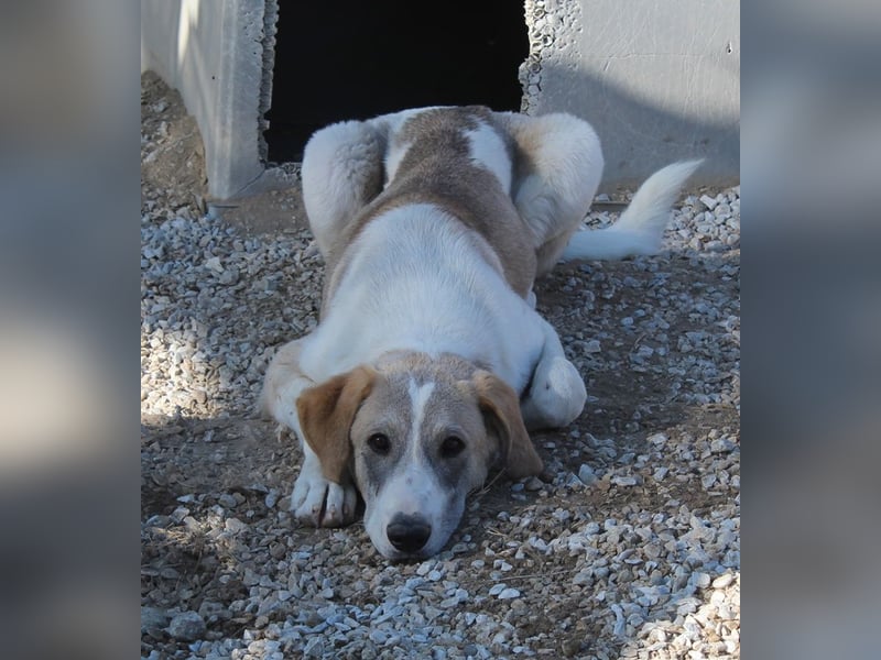 Jätti, geb. ca. 03/2025, lebt in GRIECHENLAND, im städt. Tierheim Serres