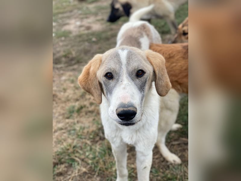 Jätti, geb. ca. 03/2025, lebt in GRIECHENLAND, im städt. Tierheim Serres