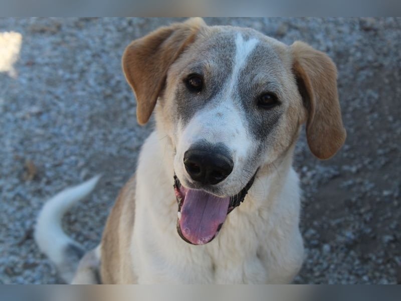 Jätti, geb. ca. 03/2025, lebt in GRIECHENLAND, im städt. Tierheim Serres