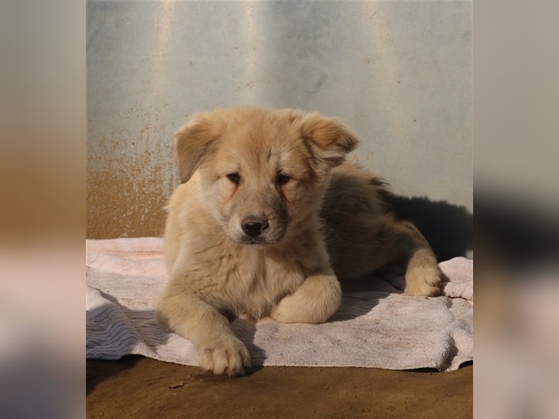 Hannes, geb. ca. 09/2023, lebt in GRIECHENLAND, im städt. Tierheim Serres