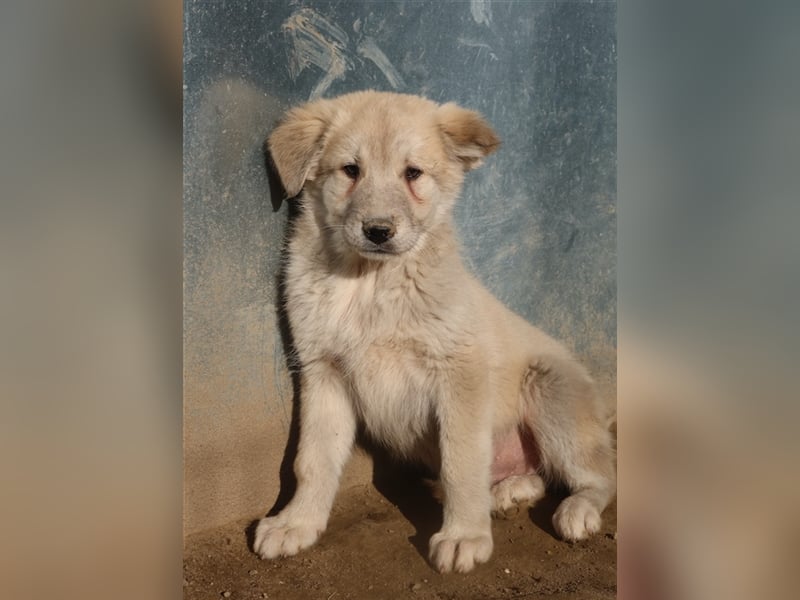 Hannes, geb. ca. 09/2023, lebt in GRIECHENLAND, im städt. Tierheim Serres