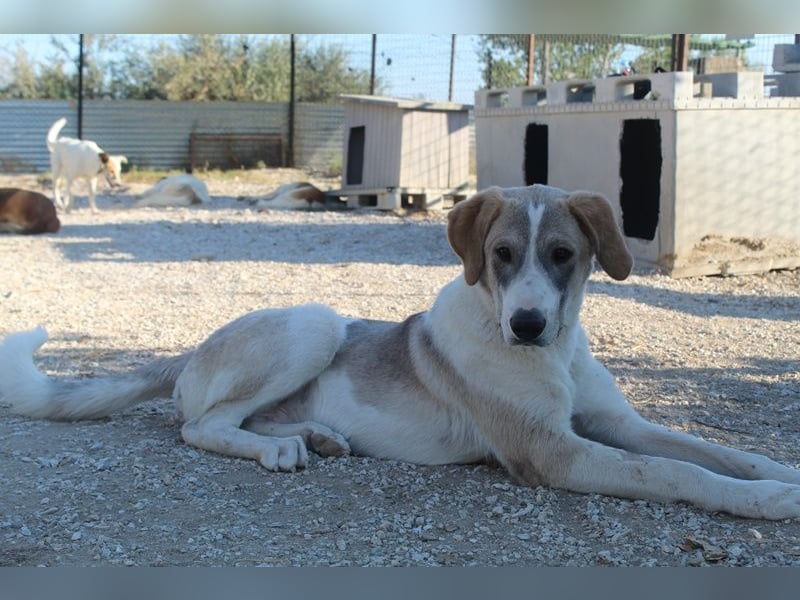 Jätti, geb. ca. 03/2025, lebt in GRIECHENLAND, im städt. Tierheim Serres