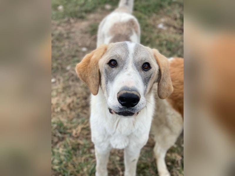 Jätti, geb. ca. 03/2025, lebt in GRIECHENLAND, im städt. Tierheim Serres