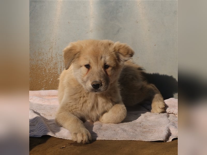 Hannes, geb. ca. 09/2023, lebt in GRIECHENLAND, im städt. Tierheim Serres