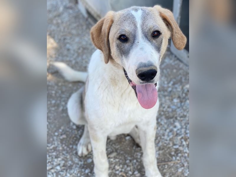 Jätti, geb. ca. 03/2025, lebt in GRIECHENLAND, im städt. Tierheim Serres