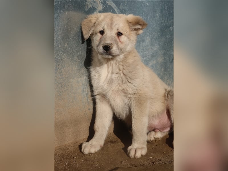 Hannes, geb. ca. 09/2023, lebt in GRIECHENLAND, im städt. Tierheim Serres