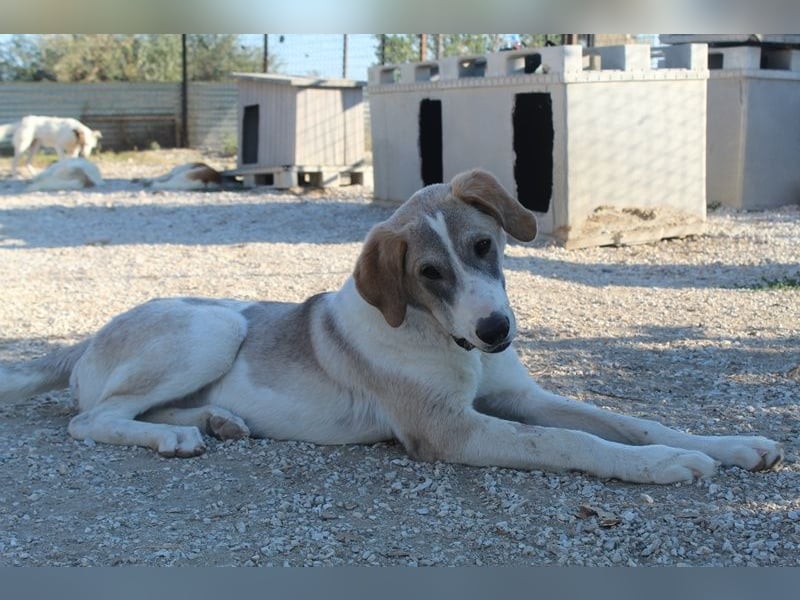 Jätti, geb. ca. 03/2025, lebt in GRIECHENLAND, im städt. Tierheim Serres