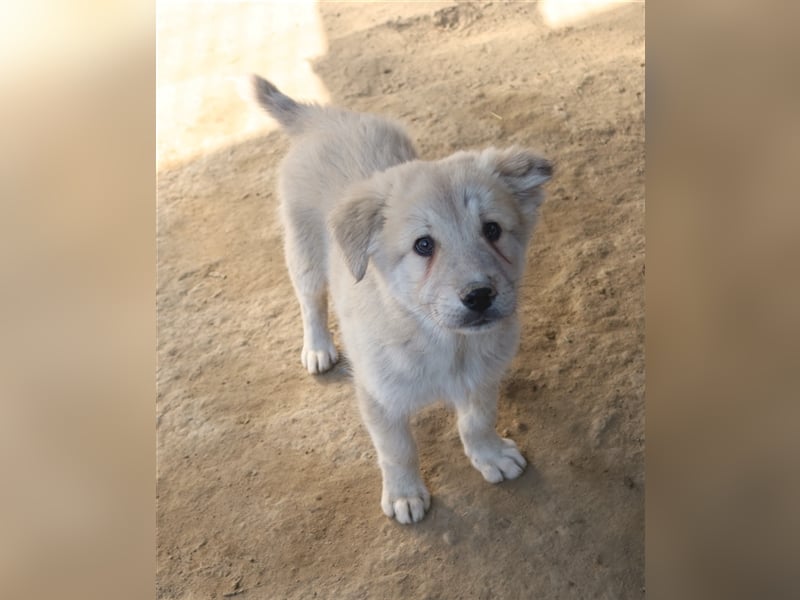Hannes, geb. ca. 09/2023, lebt in GRIECHENLAND, im städt. Tierheim Serres