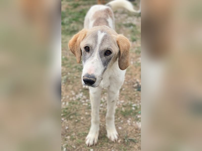 Jätti, geb. ca. 03/2025, lebt in GRIECHENLAND, im städt. Tierheim Serres