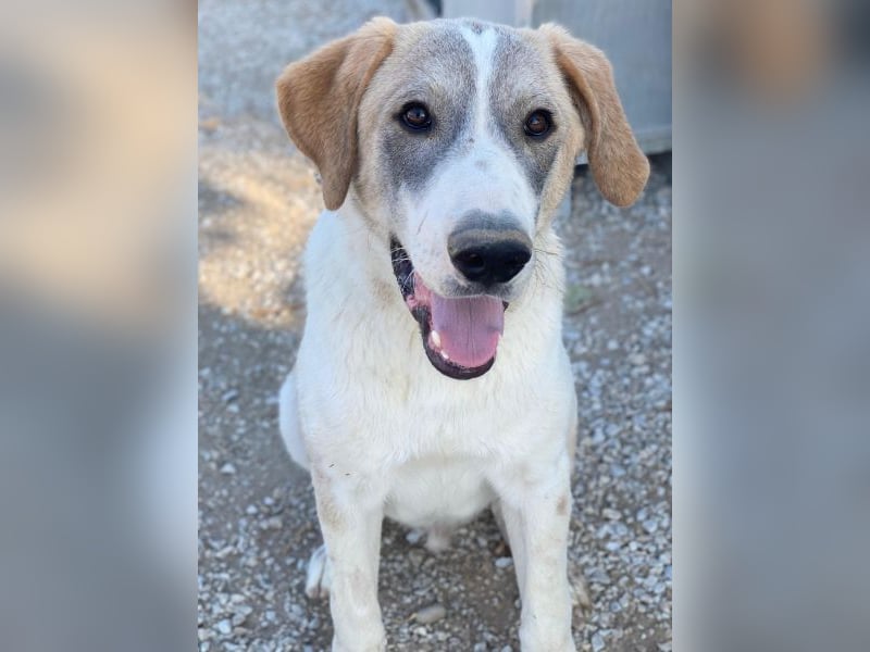 Jätti, geb. ca. 03/2025, lebt in GRIECHENLAND, im städt. Tierheim Serres