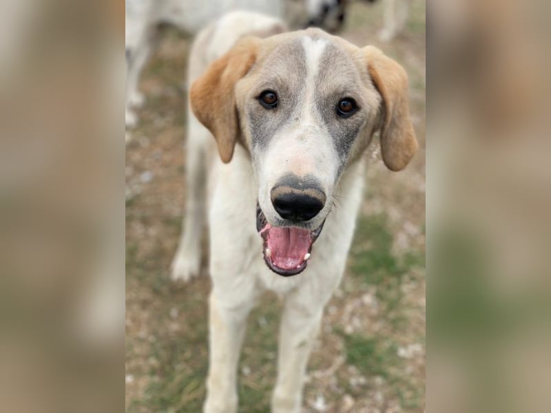 Jätti, geb. ca. 03/2025, lebt in GRIECHENLAND, im städt. Tierheim Serres