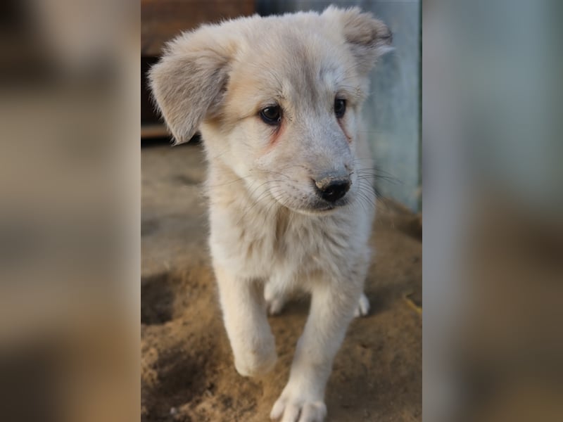 Hannes, geb. ca. 09/2023, lebt in GRIECHENLAND, im städt. Tierheim Serres