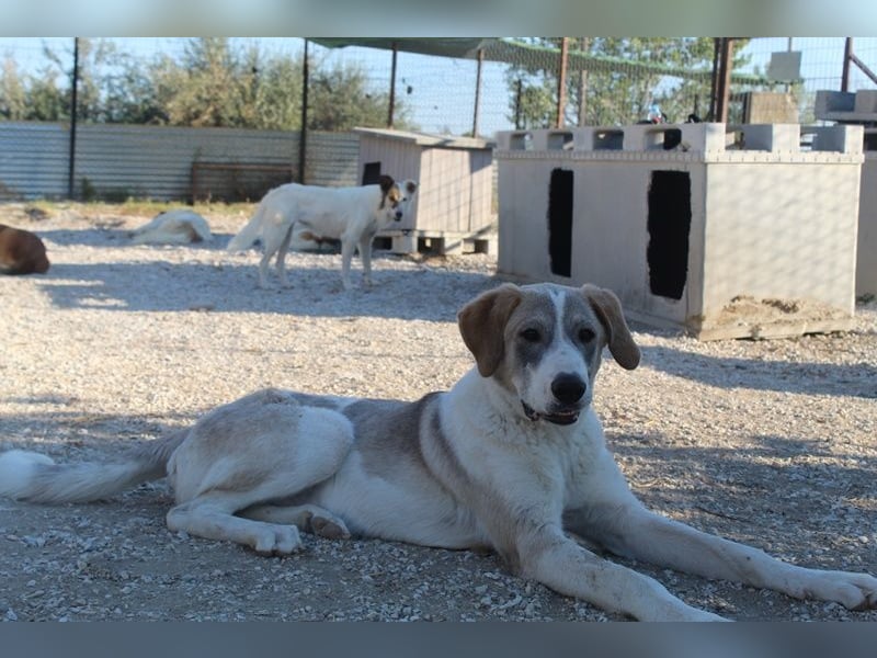 Jätti, geb. ca. 03/2025, lebt in GRIECHENLAND, im städt. Tierheim Serres