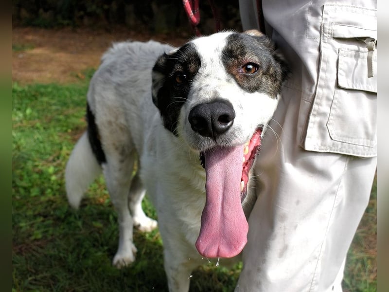 Archie - Die Hoffnung stirbt zuletzt