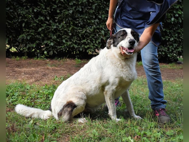 Archie - Die Hoffnung stirbt zuletzt