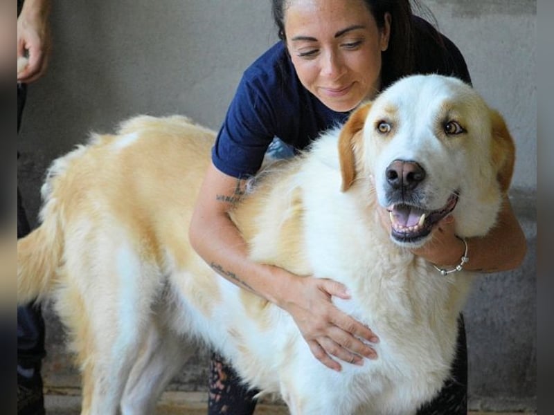 Roddie - Sein treuer Blick spricht Bände
