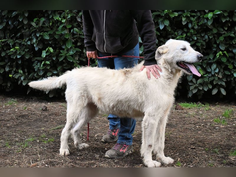 Ozlo - Riesenbaby sucht Freund fürs restliche Leben