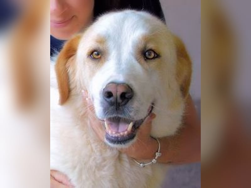 Roddie - Sein treuer Blick spricht Bände