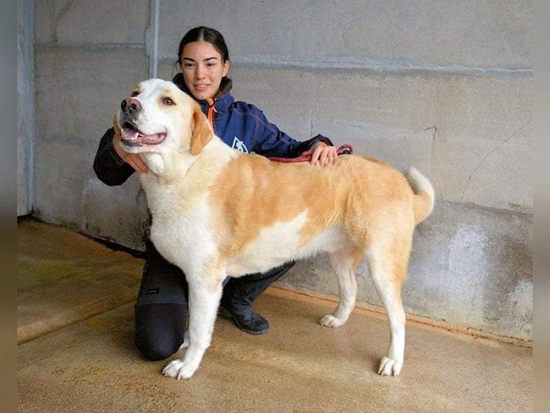 Roddie - Sein treuer Blick spricht Bände