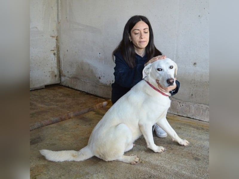 Armindo - aller guten Dinge sind drei