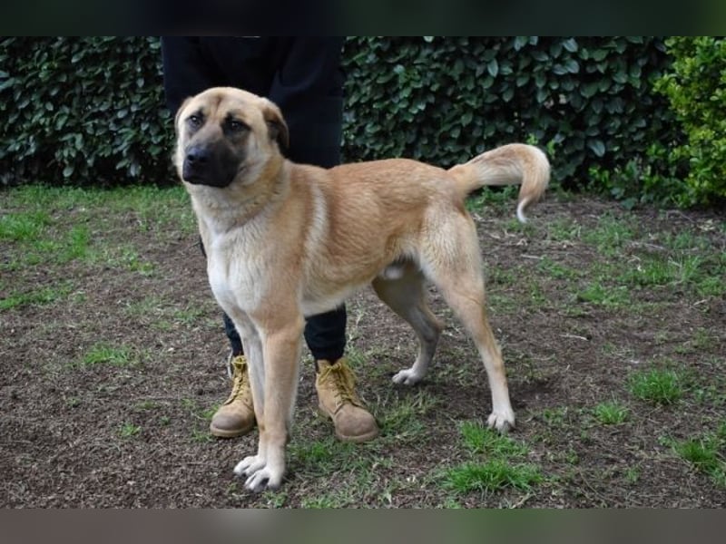 Anthaniel - Rohdiamant verschenkt sein Herz