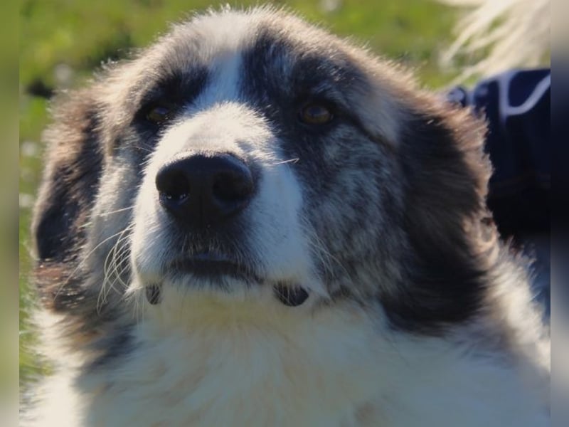 Poncio - wird zum Musterschüler