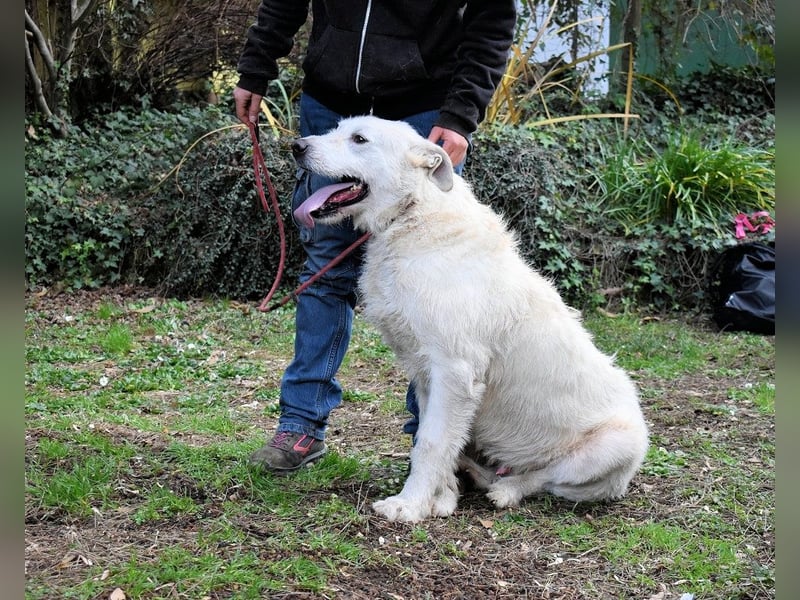 Ozlo - Riesenbaby sucht Freund fürs restliche Leben