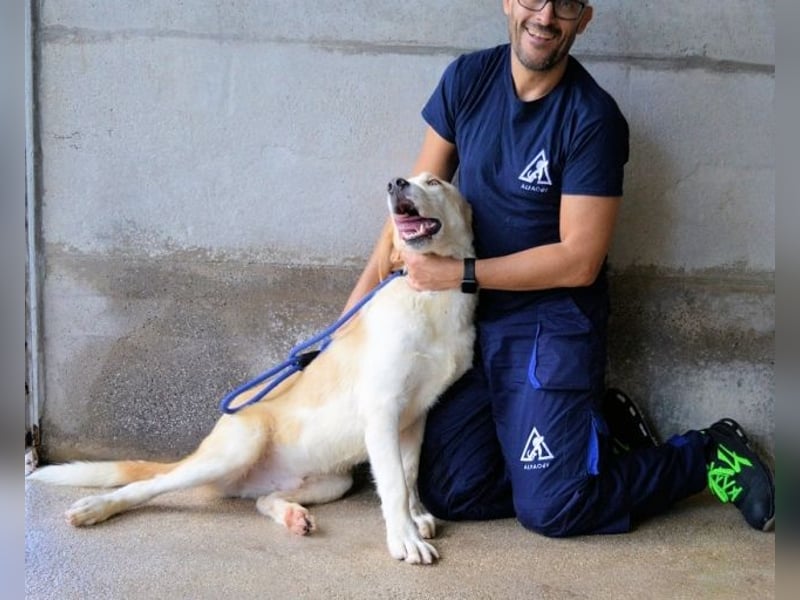 Roddie - Sein treuer Blick spricht Bände