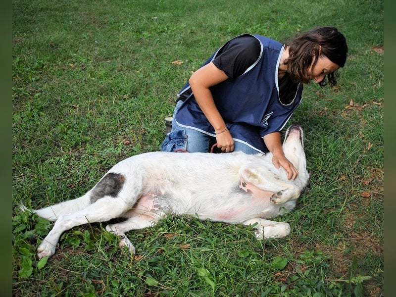 Archie - Die Hoffnung stirbt zuletzt