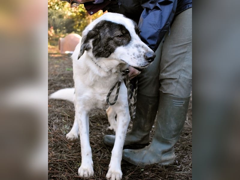 Archie - Die Hoffnung stirbt zuletzt