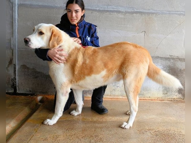 Roddie - Sein treuer Blick spricht Bände