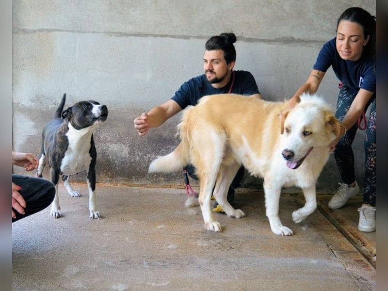 Roddie - Sein treuer Blick spricht Bände