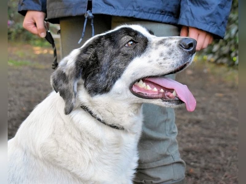 Archie - Die Hoffnung stirbt zuletzt